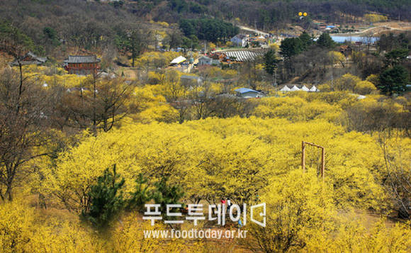 산수유 축제