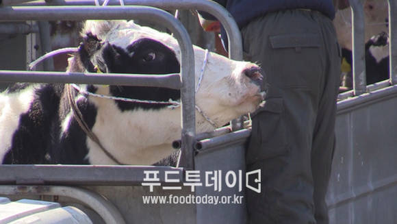 젖소 도축