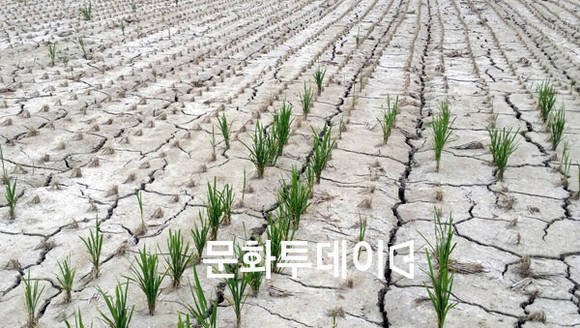 인천시 강화군 하점면 염해 피해 논