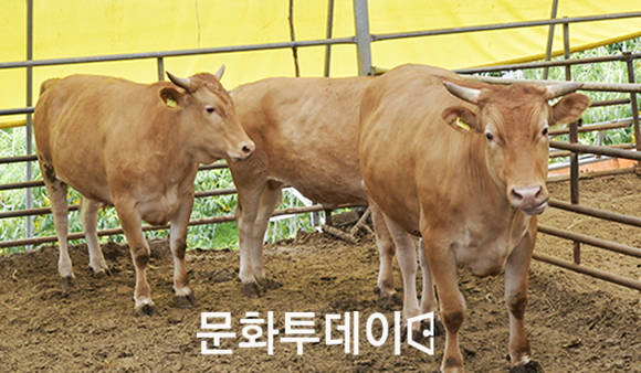 충북도(도지사 이시종)는 올해 축수산업 육성을 위해 예산 860억원을 투입한다고 17일 밝혔다.