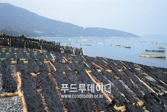 진도군 돌미역을 건조시키고 있다